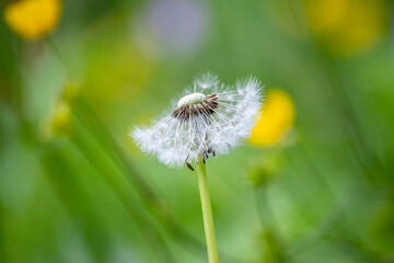 Large white Dandelion puff flower as a close-up