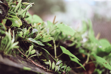 Close up green plant sprouts
