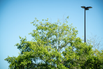 Tree Top With Green Leaves And Black Metal Light Pole