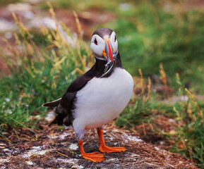 Atlantic Puffin with fish during the breading season on the Farne Islands in England, UK