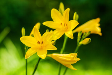 Liliowiec – Hemerocallis