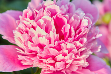 pink and white dahlia