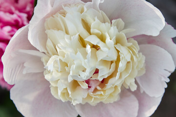 close up of a pink peony