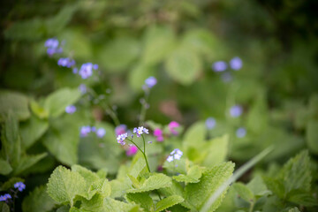 Blooming flowers nature background. Spring garden, spring flowers. Forget me not flowers.