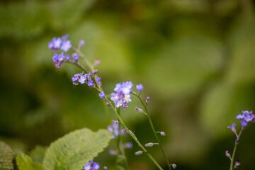 Blooming flowers nature background. Spring garden, spring flowers. Forget me not flowers.