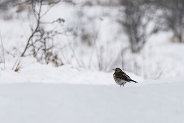 Beautiful redwing bird sitting on the snowy road, Pomerania Poland