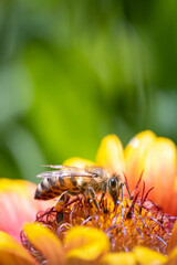 Bee on a orange flower collecting pollen and nectar for the hive