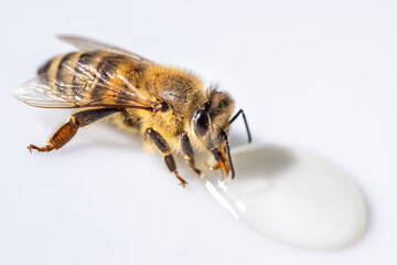 Healthy honey bee sucking a drop of honey
