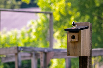 Bird on top of a bird house