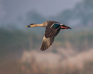Spot Billed Duck in Flight