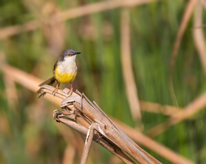 Fototapeta premium yellow billed Prinia
