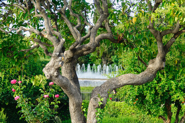 View of a fountain between the branches of a tree in the park