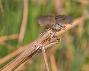 yellow billed Prinia in Vibration mode