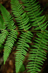 Fern branch close-up in the forest