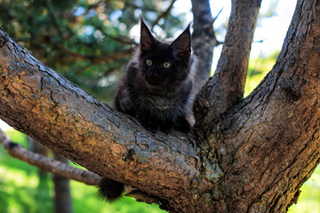 A big black maine coon kitten sitting on a tree in a forest in summer.