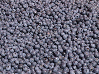 wallpaper of plenty blueberries in the market for sale