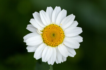 Fototapeta premium white daisy flower close up with green background in summer garden
