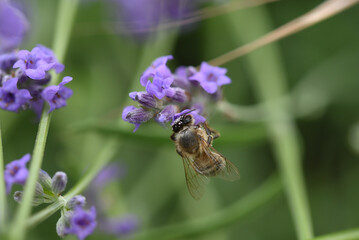 abeille butinant de la lavande 