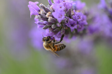 abeille butinant de la lavande 