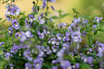 flowers in the field