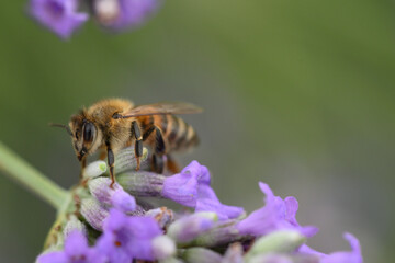 abeille butinant de la lavande 