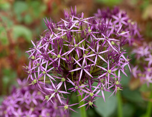 Purple Allium hollandicum flower in summer garden - obrazy, fototapety, plakaty