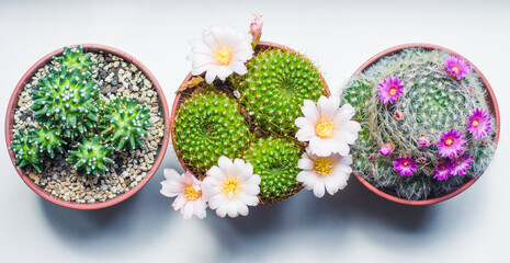Blooming indoor cacti stand in a row on a white background, top view © Dubnytskaya Photo