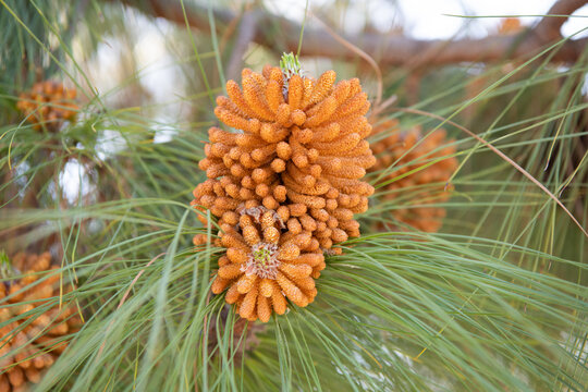 Male pollen staminate pine cones or strobili on needle-leaved coniferous tree, pinecones