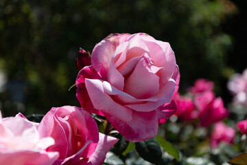 beautiful pink rose flower with petals, flowering