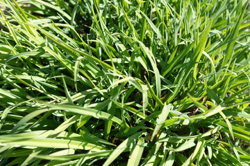 Green leafy grass on natural grassy background, flora