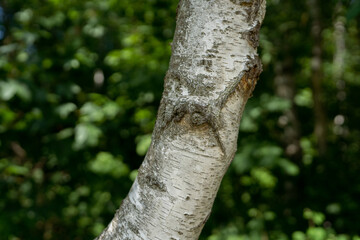 Naklejka premium trunk of a birch