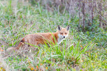 Naklejka na ściany i meble Red Fox posing in the grass. Bombay Hook National Wildlife Refuge. Delaware. USA