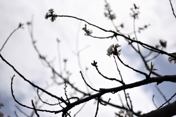 Fototapeta na wymiar Branches of a Cherry Blossom Tree