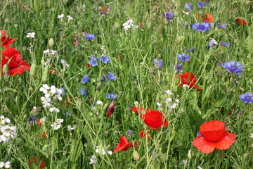 Wildblumenwiese am Niederrhein