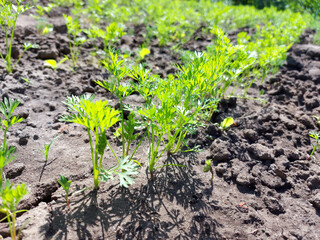 carrot grows in the garden bed. green leaves.