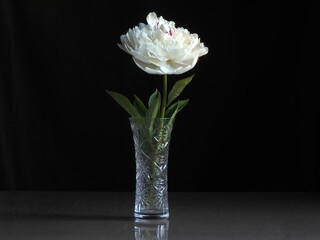 White peony flower in a crystal vase. Dark background and white flower