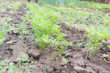 carrot grows in the garden bed. green leaves.