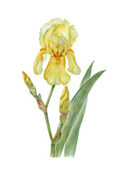 Yellow iris botanical illustration. Watercolor hand drawn peony flower with stem and green leaves. Can be used as print, poster, postcard, element design, textile, packaging design, illustration.