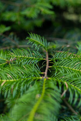 fern leaves
