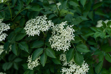 white and green leaves