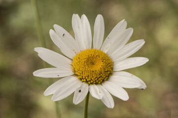 Fototapeta premium Leucanthemum ircutianum subps. pseudosylvaticum oxeye daisy wild flower with long stems white petals and yellow flowers on defocused green background