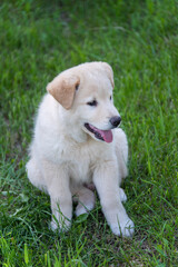 Portrait of a Labrador puppy on the grass