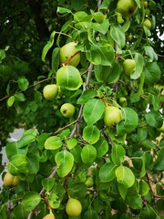 Pear fruit tree growing