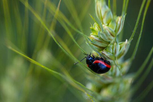 Insetto nero con bordo rosso posato su spiga di grano. Chrysolina rossia (Illiger), &egrave; un coleottero appartenente alla vasta famiglia Chrysomelidae.