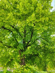 green leaves background