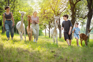 Familie Mehrgeneration macht Spaziergang mit Alpakas im Sommer