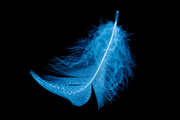 < Mixed >blue feathers on a black isolated background