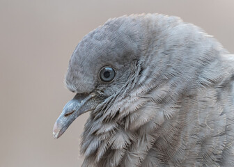 portrait of spot winged pigeon