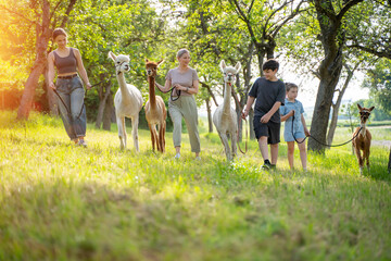 Familie Mehrgeneration macht Spaziergang mit Alpakas im Sommer - obrazy, fototapety, plakaty
