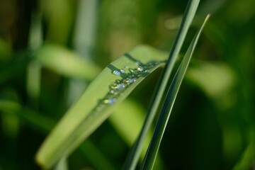 drops on the leaves. rain grass dew